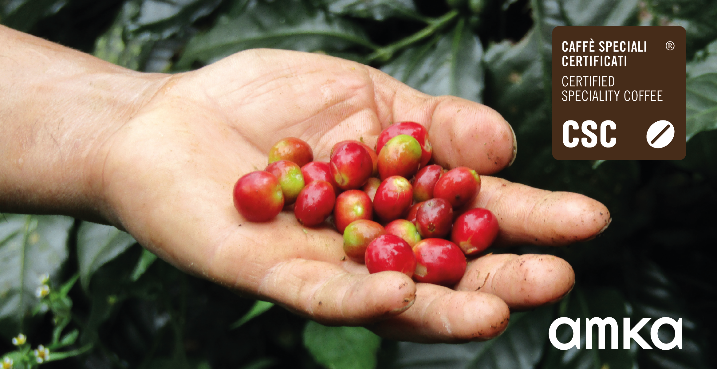 dona lucero chicchi di caffè Dona lucero progetto di sostenibilità tra Mondi caffè e Amka ODV
